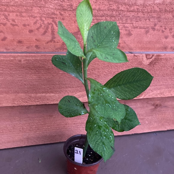 Healthy Synadenium Granting Lechero Africano Planta De La Vida 15 in tall - Picture 3 of 5